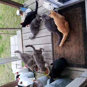 Meet your Posher, Roy